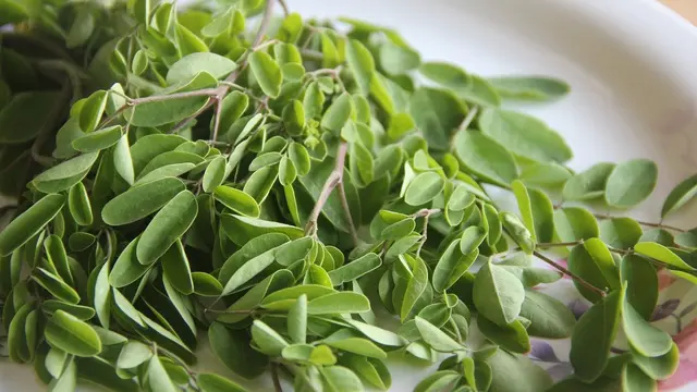 Daun Obat, Kesehatan, Kolestrol