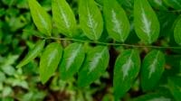 Khasiat daun katuk, manfaat katuk, daun katuk herbal, katuk untuk kesehatan, ekstrak daun katuk, katuk untuk ASI, katuk antioksidan, katuk turunkan gula, katuk obat alami, katuk tradisional, Dharma Pongrekun, produksi ASI