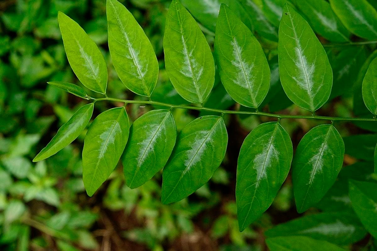 Khasiat daun katuk, manfaat katuk, daun katuk herbal, katuk untuk kesehatan, ekstrak daun katuk, katuk untuk ASI, katuk antioksidan, katuk turunkan gula, katuk obat alami, katuk tradisional, Dharma Pongrekun, produksi ASI