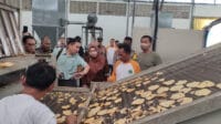 Pandeglang umbi porang, pabrik pengolahan porang, Koperasi Sumber Usaha Mandiri, ekspor porang, PT Rajawali Penta, industri kecil menengah, petani porang Pandeglang, optimalisasi SIKM, bantuan pemerintah pusat, koperasi petani, produksi porang, pasar ekspor porang, pengelolaan umbi porang.