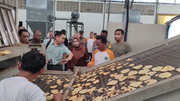 Pandeglang umbi porang, pabrik pengolahan porang, Koperasi Sumber Usaha Mandiri, ekspor porang, PT Rajawali Penta, industri kecil menengah, petani porang Pandeglang, optimalisasi SIKM, bantuan pemerintah pusat, koperasi petani, produksi porang, pasar ekspor porang, pengelolaan umbi porang.