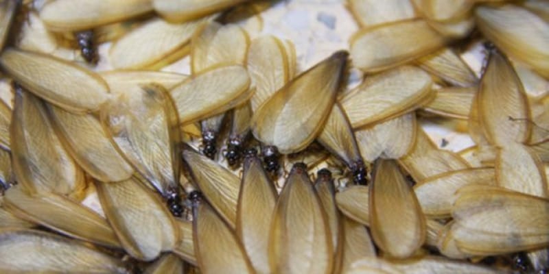 Cara mengusir laron, tips ngusir laron, sarang laron, racun laron, cabai untuk laron, raket listrik laron, tutup akses laron, air untuk laron, musim hujan laron, gangguan laron, laron di lampu.