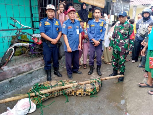 Kampung Tangkele, penangkapan buaya, Pintu Air Pesanggrahan, BPBD Kabupaten Tangerang, buaya 3 meter, warga Tangkele, reptil buaya, tangkap buaya, buaya berenang,makhluk reptil, Mako BPBD Curug, ancaman buaya, kecamatan Solear
