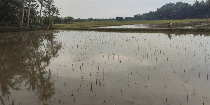 Petani Pandeglang, banjir lima hari, padi busuk, gagal panen, Kecamatan Pagelaran, penyemaian ulang, bantuan benih, sawah terendam, dampak banjir, 4.340 hektar.