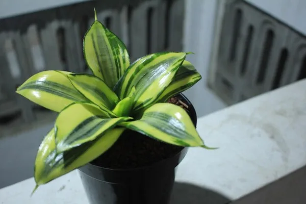 Tanaman keberuntungan, aura positif, bunga lili, energi feng shui, palem hias, kembang bougenville, tanaman rezeki, tanaman perdamaian, rumah harmonis, keberuntungan rumah.