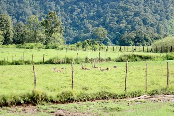 wisata Ciwidey, tempat wisata Bandung, Nimo Jungle Hot Spring, EcoPark Curug Tilu, Ranca Upas, Kawah Putih, Happy Farm Ciwidey, Glamping Legok Ranca Bali, liburan keluarga, wisata alam, pemandian air panas, tempat instagramable, wisata keluarga, aktivitas seru, wisata kekinian Bandung.