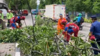 pohon tumbang, angin kencang Jakarta, Jalan Pelepah Raya, Kelapa Gading Timur, aktivitas terganggu, evakuasi pohon, Dinas Pertamanan, Damkar Jakarta, Kampung Bandan, Jalan Ancol, cuaca ekstrem, pohon Bintaro, evakuasi aman