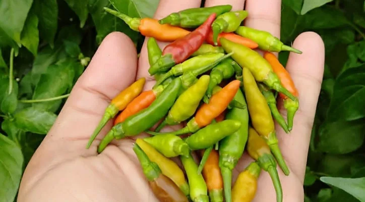 Cabai rawit, manfaat cabai, kesehatan pencernaan, pembakaran kalori, tekanan darah, nafsu makan, turunkan tekanan darah