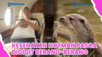 hotman digigit berang berang, hotman paris, berang berang, Hotman Paris, kesehatan Hotman, pengacara terkenal, gigitan berang-berang, kasus Hotman, Hotman pingsan, persidangan Hotman, HB darah rendah, Hotman sakit, pengacara top, berita Hotman, kasus pencemaran, persidangan Jakarta, pengadilan negeri, Hotman Singapura, jet pribadi Hotman, kondisi Hotman, berita terkini, sidang ditunda, pengacara kondang
