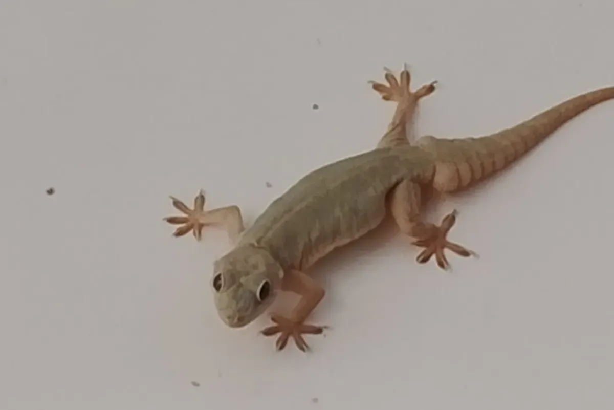 usir cicak, perangkap cicak, bau cuka, bawang dan lemon, alat ultrasonik, tanaman anti-cicak, rumah bersih