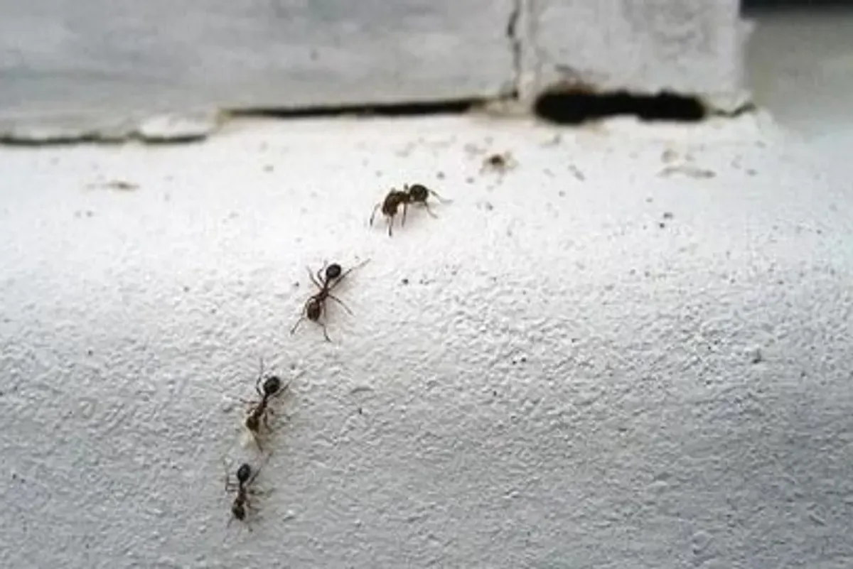 Usir semut, cara alami, cuka dan air, kapur semut, lemon dan jeruk, daun mint, dapur bersih, rumah bebas semut, trik ampuh.