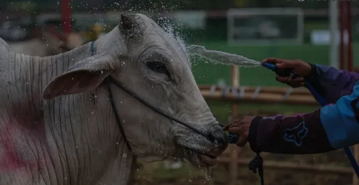 hewan kurban, Idul Adha 2025, jumlah menurun, sapi kambing domba, lokasi penjualan, KPKP Jakarta