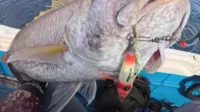 memancing laut dalam, joran anti patah, teknik jigging, ikan giant trevally, variasi umpan, hasil tangkapan, tantangan memancing