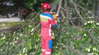 download (8) petugas damkar depok, pohon tumbang depok, evakuasi pohon beji, kaki kena senso, kecelakaan kerja damkar, depok hujan angin, rumah sakit gpi beji