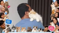 2026, Hari, Kucing, link, media sosial, Pasang, Sedunia, Twibbon