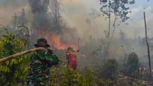 Api, Armada, hutan, Kalimantan, Karhutla, kebakaran, Personel, udara